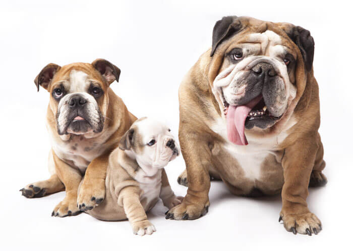 Pet Transport Service Let Us Move Your Pets Pacific Pet Transport